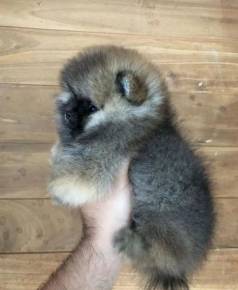 Spitz Alemo Ano -pequenos Ursinhos -pronto Voe