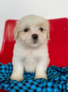 Lhasa Apso- Dispon�vel Entrega.