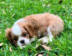 Cavalier King Charles Spaniel: Puro Amor Em Forma De Co