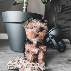 Excelente exemplar da raa Yorkshire terrier macho e fmea
