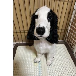 Muito meigo Cocker Spaniel Ingls