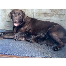 Cachorro Retriever do Labrador com LOP e Afixo