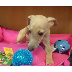 Whippet Macho e Fmea disponvel para entrega imediata