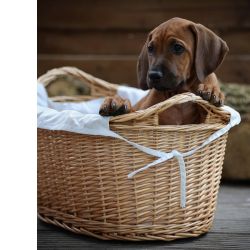 Ridgeback da Rodsia Com microchip