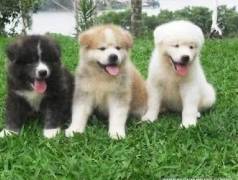 Akita Inu Puros E Saud�veis