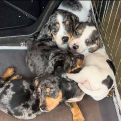 Filhotes De Dachshund Arlequim F�mea E Macho