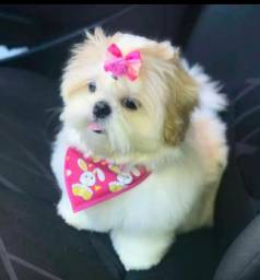 Shih Tzu Filhote - Fofo E Cheio De Charme!