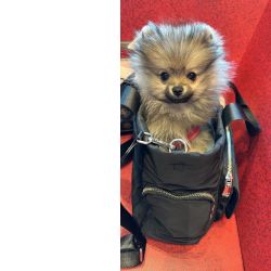 Spitz Alemo ano Mini Toy Lulu Pomernia Lop Pedigree