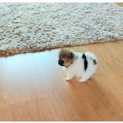 Spitz Alemo ano Lulu Pomernia com LOP