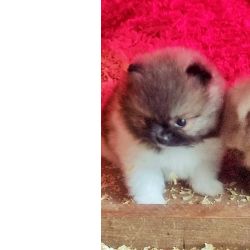 Spitz Alemo ano Mini Toy Lulu Pomernia Lop Pedigree