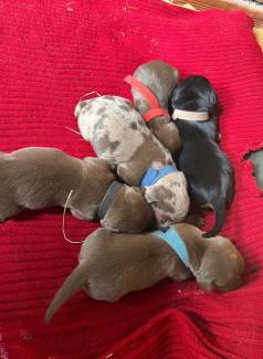 Filhotes De Dachshund Cofap Salsicha Dispon�vel Reserva,m�e Alerquin Pai Chocolate