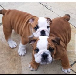 Cachorros Bulldog Ingls com lop
