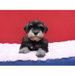 Schnauzer Miniatura Canil Tajj Mahall Filhote Fmea na cor Preta e Prata Lindssima Curitiba