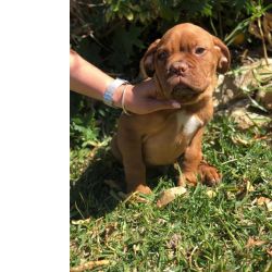 Lindssimo  Dogue De Bordus disponvel