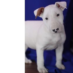 Excelente exemplar Bull terrier muito meigo
