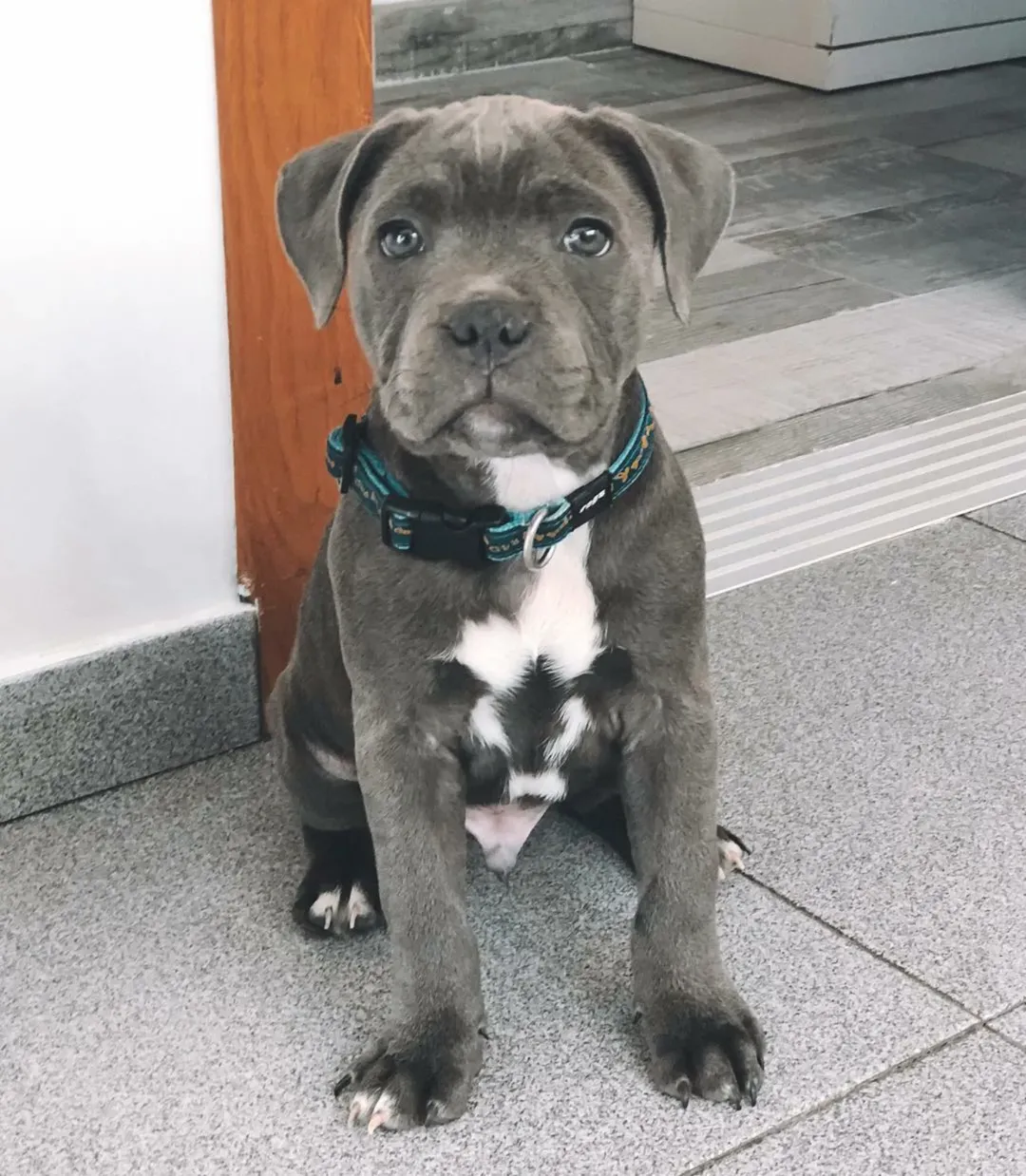 Pit Bull pronto para intrega imediata