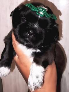 Shih Tzu Macho Promoo