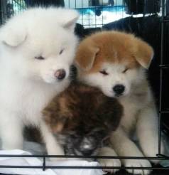 Filhotes De Akita Inu