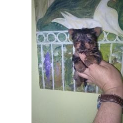 Yorkshire Terrier Sublime