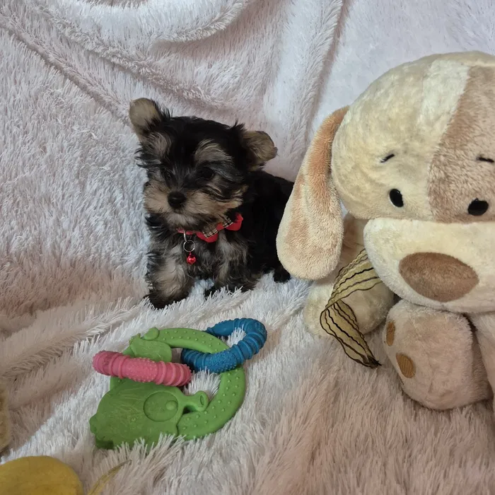 Yorkshire Terrier Miniatura Criadora Registada PT