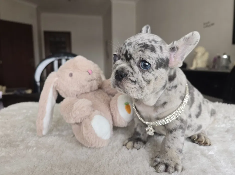 Bulldog francs macho Merle