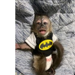 Macaco prego