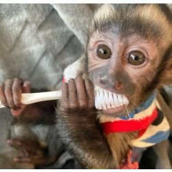 Macaco prego