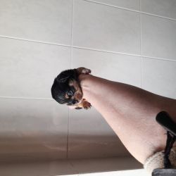 Yorkshire  Femea e macho minis