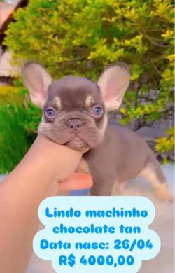 Filhote De Bulldog Francs Chocolate Tan Macho