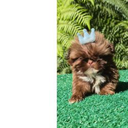 Filhotes de SHIH-TZU maravilhosos em Curitiba