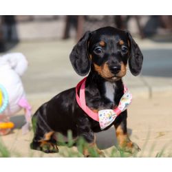 Cachorros Dachshund Miniatura