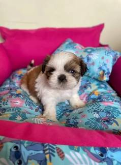 Shih Tzu Quer Um Amor Leal? Ento Vem Comprar O Seu
