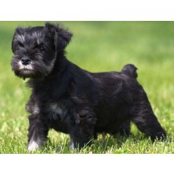 Cachorros Schnauzer Miniatura