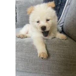 Lindos cachorrinhos Chow Chow