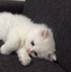 Gatinho Angora Turco - Puro Sangue