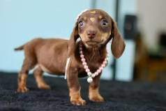 Dachshund Parcelamos
