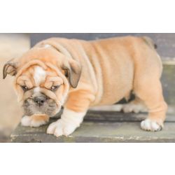 Cachorros Bulldog Americano para adoo