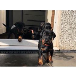 Cachorros Doberman