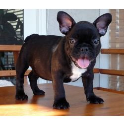 Cachorros Bulldogue Francs com vacinas e microchips
