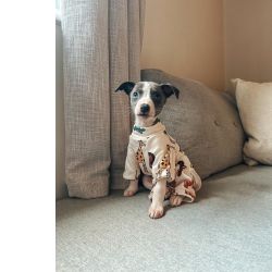 Whippet Criado em ambiente familiar