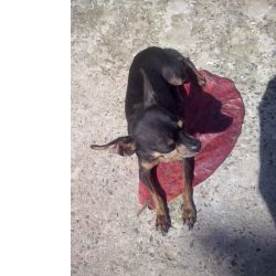 COMPRO PINSCHER FMEA MICRO