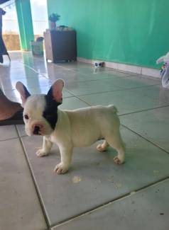--- Filhote F�mea Bulldog Franc�s Pedigree Cbkc Microchip Vacina Importada Slaviero Mini