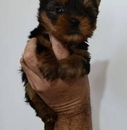 Beb� Yorkshire Mini Lindo Dispon�vel