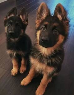 Ces Pastores Capa Preta Filhotes