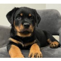 Excelente cachorros Rottweiler
