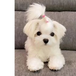 Machos e f�meas cachorros Bichon Malt�s dispon�veis