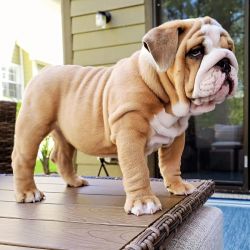 Muito meigos cachorros Bulldog Ingls