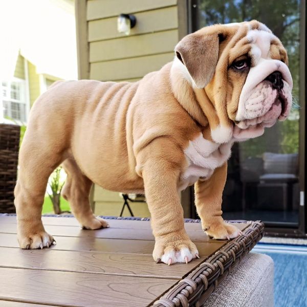 Muito meigos cachorros Bulldog Inglês