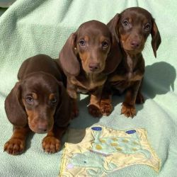 Cachorros Teckel  prontos para o seu novo lar