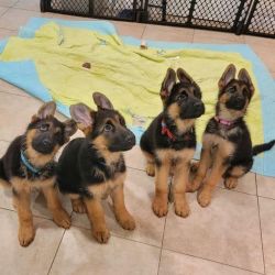 Cachorros de pastor alemo